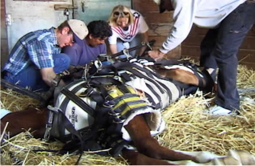 Preparing the Anderson Sling to help Bunny stand again